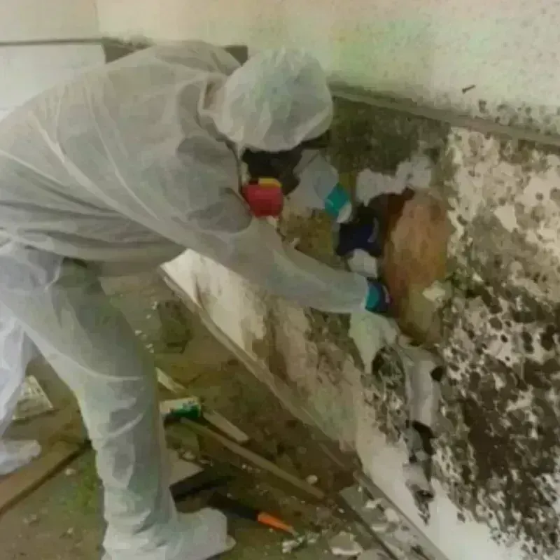 Mold Remediation and Removal in Five Forks, SC